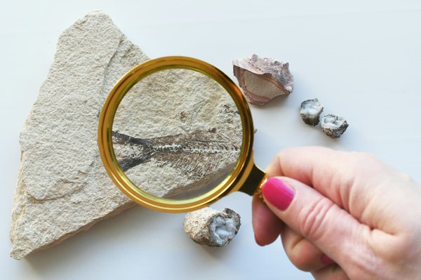 What are the top locations for a family-friendly fossil hunting experience on the Jurassic Coast?